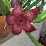 Stapelia gigantea Цветок