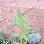 Lepidium coronopus Leaf