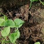 Lathyrus odoratus Leaf