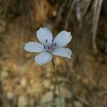 Linum tenuifolium Flor