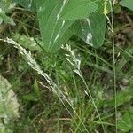 Festuca pratensis Gyümölcs