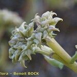 Valerianella echinata Kukka