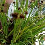 Juncus ensifolius 叶