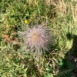 Pulsatilla alpinaFrucht