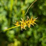 Carex spicata Fruct