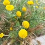 Anacyclus valentinus Maua