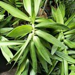 Dracaena angustifolia Blatt