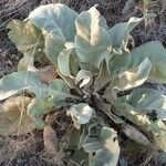 Verbascum phlomoides 叶