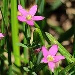 Centaurium pulchellum Кветка