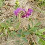 Lathyrus japonicus Floare