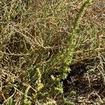 Bassia hyssopifolia 叶