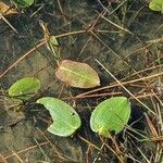 Potamogeton natans Leaf