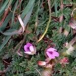 Erodium acaule Hábito