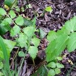 Oenanthe sarmentosa Leaf