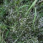 Gypsophila muralis 整株植物