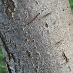 Euclea crispa Ŝelo