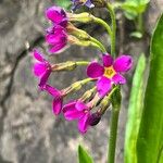 Primula parryi Blüte