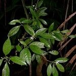 Palicourea psychotrioides अन्य