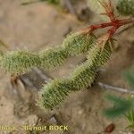 Hedysarum spinosissimum Frucht