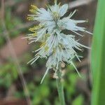 Chlorophytum africanum പുഷ്പം