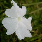 Thunbergia laevis ᱵᱟᱦᱟ