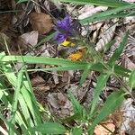 Melampyrum subalpinum Hoja