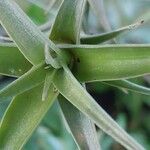 Tillandsia roseoscapa Leaf