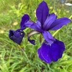 Iris reichenbachiana Flower