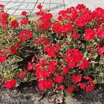 Pelargonium × hybridumHabit