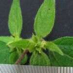 Delilia biflora ᱮᱴᱟᱜ