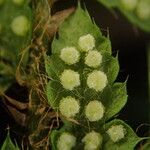 Polystichum sinense Frukt