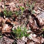 Plantago atrata Habitus