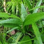 Cirsium pannonicum Leaf