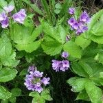 Cardamine pentaphyllos Habit