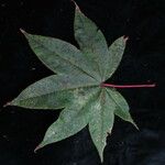 Acer campbellii Φύλλο