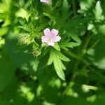 Geranium bicknellii 花