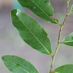 Hexalobus monopetalus पत्ता