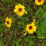 Coreopsis tinctoria Cvet