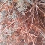 Artemisia herba-alba Лист