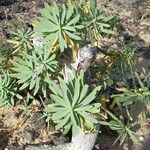 Euphorbia balsamifera Habitat