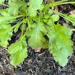 Leucanthemum gracilicaule Leaf