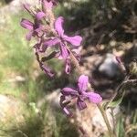 Hesperis laciniata Fleur