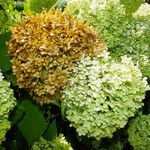 Hydrangea arborescens 花