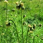 Cirsium erisithales Habit