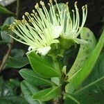 Xanthostemon carlii Flor