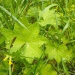 Alchemilla acutiloba Лист