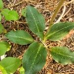 Goodyera oblongifolia Leaf