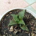 Faucaria tigrina Blad