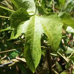 Cayaponia americana Leaf