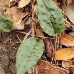 Tipularia discolor Levél